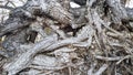 Open tree roots close-up. The roots of an old big tree. Forest conservation and protection Royalty Free Stock Photo