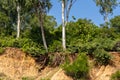 Open trees roots due to landslides, soil erosion, after road cut Royalty Free Stock Photo