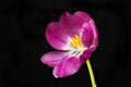 Open tulip against black Royalty Free Stock Photo