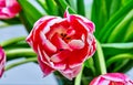 an open tulip bud pink peony columbus Royalty Free Stock Photo