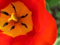 Open tulip flower head with pistils and stamens. Top view macro image
