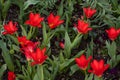 Open Tulips Royalty Free Stock Photo