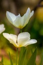 Open tulips in our garden Royalty Free Stock Photo