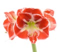 Open variegated amaryllis