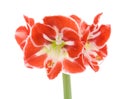 Open variegated amaryllis Royalty Free Stock Photo
