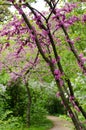 Open view of violet blossoming Cercis siliquastrum plant at El Capricho garden in Madrid Spain