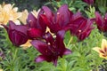 Open violet flower Lilium pensylvanicum in garden