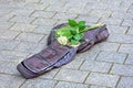 Open violin case, money and a white rose on the pavement background