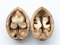 Open walnut