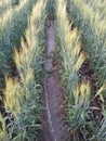 Open wheat field sample image Royalty Free Stock Photo