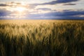 Open wheat field at sunset Royalty Free Stock Photo