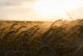 Open wheat field at sunset Royalty Free Stock Photo