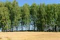 Open wheat field with trees in background - summer scene Royalty Free Stock Photo
