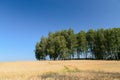 Open wheat field with trees in background - summer scene Royalty Free Stock Photo