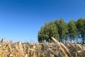 Open wheat field with trees in background - summer scene Royalty Free Stock Photo