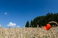 Open wheat field with trees in background - summer scene Royalty Free Stock Photo