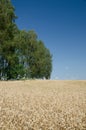 Open wheat field with trees in background - summer scene Royalty Free Stock Photo