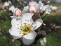 Open white apple flower and closed buds in spring . Tuscany, Italy Royalty Free Stock Photo