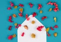 Open white envelop and colorful dried flowers, plants on blue background. Top view, flat lay Royalty Free Stock Photo