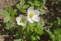 Open white flowers of blossoming Anemone from genus of perennial herbaceous flowering plants of family Ranunculoideae Buttercup