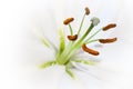 Open White Lily (Close View) Royalty Free Stock Photo