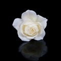 Open white rose button with reflection