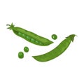 Open and whole closed pea pod and single peases set. Vector element on white background for cooking ingredients Royalty Free Stock Photo