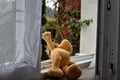 Open window, abandoned toy. Royalty Free Stock Photo