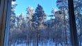 From the open window on the balcony of the apartment building you can see the pine trees in the adjacent park, covered with frost Royalty Free Stock Photo