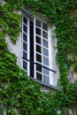 An open window and green plant around it on the wall. Royalty Free Stock Photo