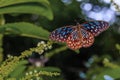 Open wing of Dark Blue Tiger butterfly Royalty Free Stock Photo