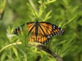 wide open wing span of a monarch butterfly. orange & black with white dots on ends of wings