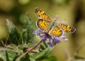 Open-winged Butterfly Sunbathing