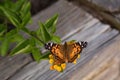 Open winged Painted Lady Butterfly on Lantana