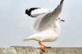 an open winged seagull on the bridge