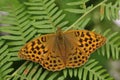 An open winged Silver-washed Fritillary Butterfly, Argynnis paphia, resting on bracken in woodland.