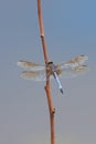 Open Winged Vibrant Blue Dasher Royalty Free Stock Photo