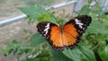 Open wings black and orange butterfly on green leafs