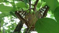 Open wings butterfly cammouflage in the forest leafs