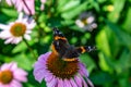 Open wings view of Vanessa Atalanta Red Admiral butterfly in a field of Echinacea Coneflowers