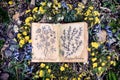 Open witch diary book with drawings of healing plants Royalty Free Stock Photo