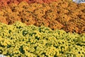 Open yellow chrysanthemum close up