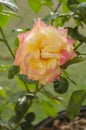 An Open Yellow and Pink Demask Rose Royalty Free Stock Photo