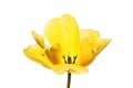 Open yellow tulip