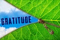 Gratitude word under zipper leaf