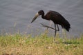 Openbill Royalty Free Stock Photo