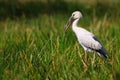 Openbill Stork Royalty Free Stock Photo