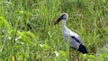 Openbill Stork