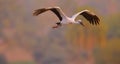 Asian openbill stork, bird, natural, nature, wallpaper