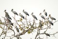 Openbill stork bird perched on the branches Royalty Free Stock Photo